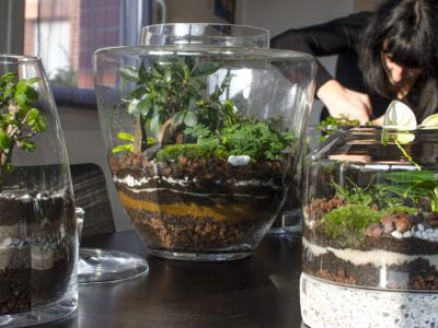 Plant Choices for Smaller Terrariums