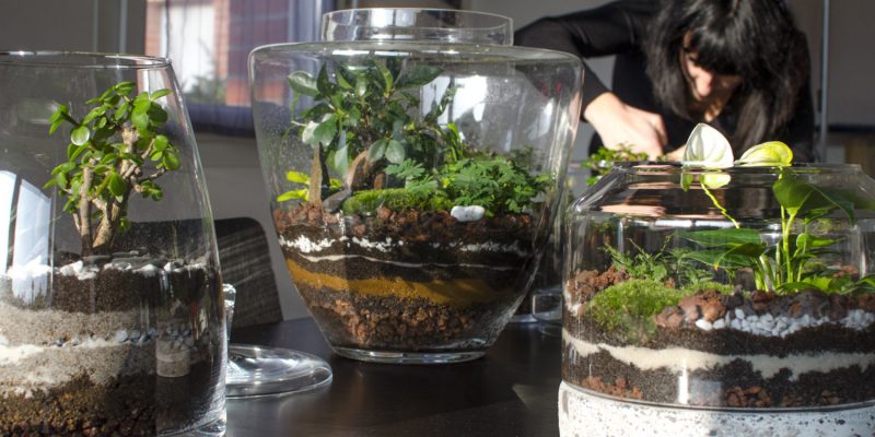 Plant Choices for Smaller Terrariums