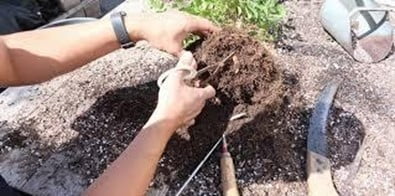 Pruning of roots