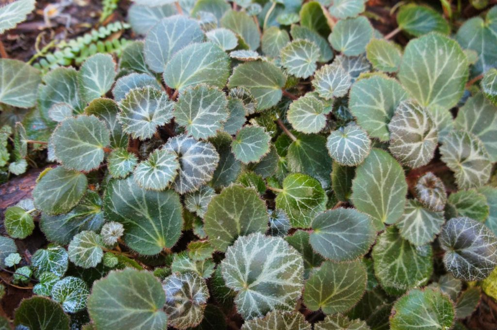 Strawberry begonias for small terrariums