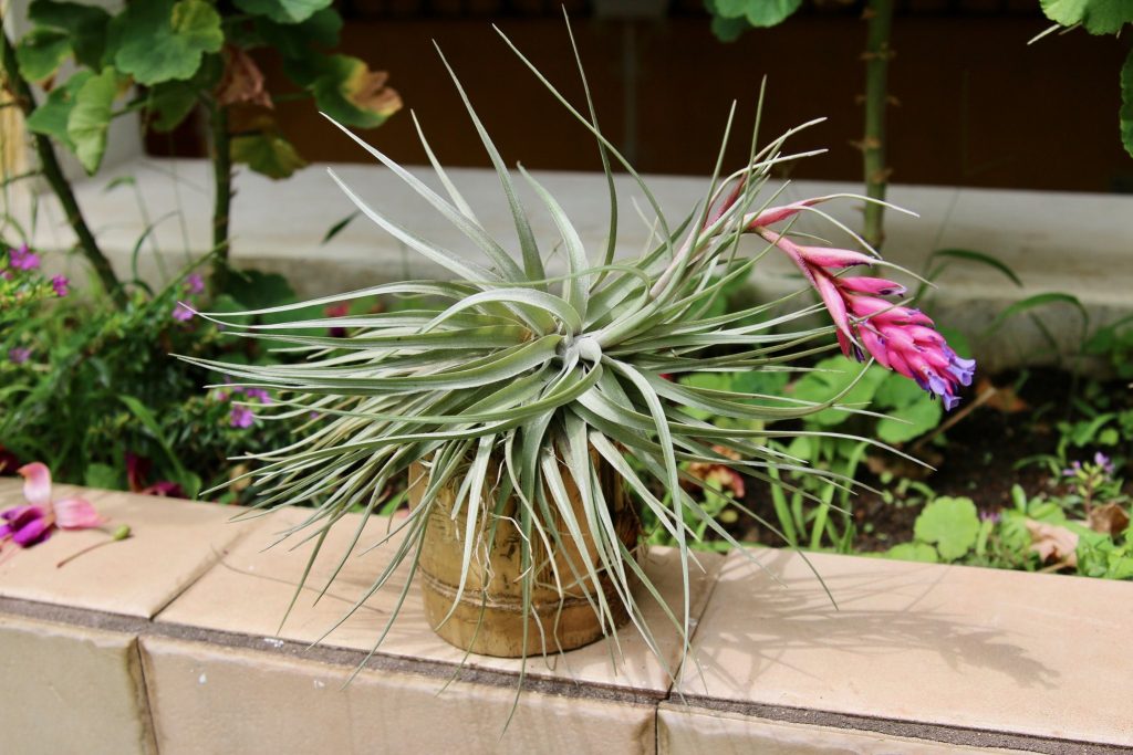 Stricta