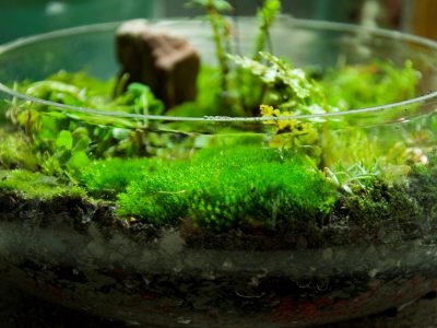 The Best Micro Ferns and Mosses for a Small Terrarium