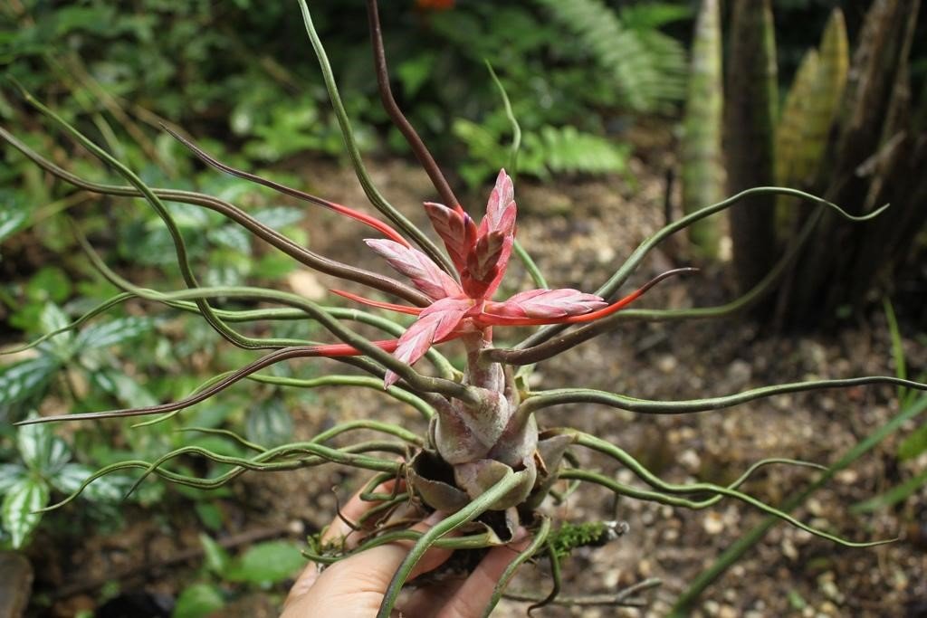 Tillandsia Bulbosa Belize