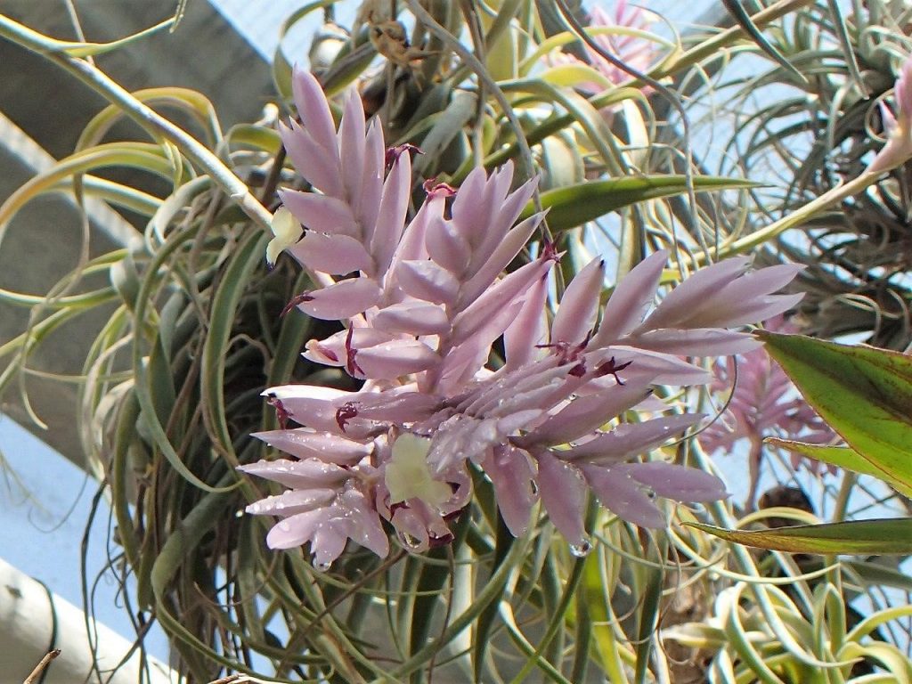 Tillandsia Cacticola