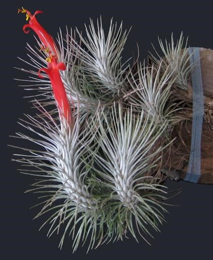 Tillandsia Funckiana V. Recurvifolia