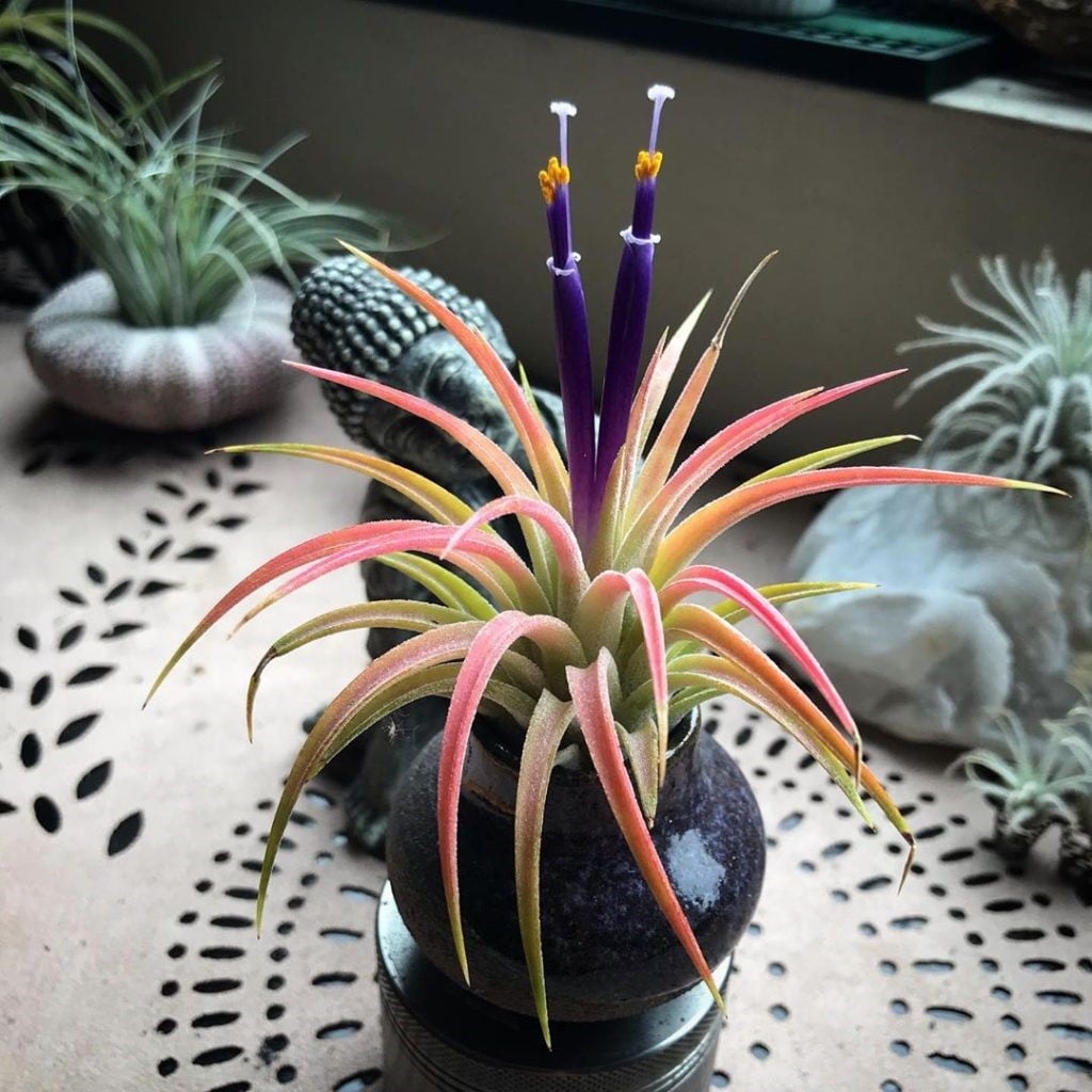 Tillandsia Ionantha ‘Druid’