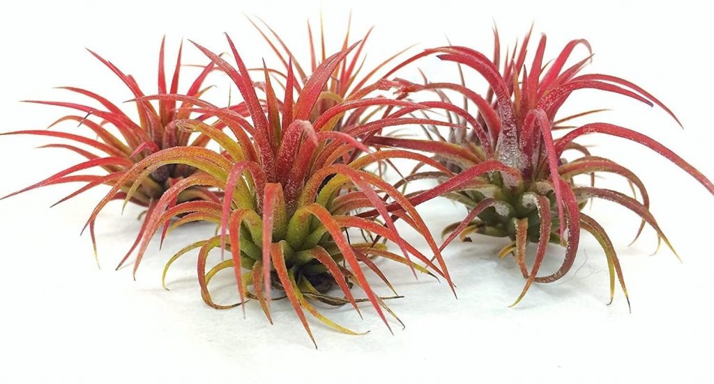 Tillandsia Ionantha ‘Fuego’