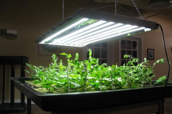 What Is a Grow Light and How to Use It