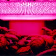 What Plants Grow in Fluorescent Light