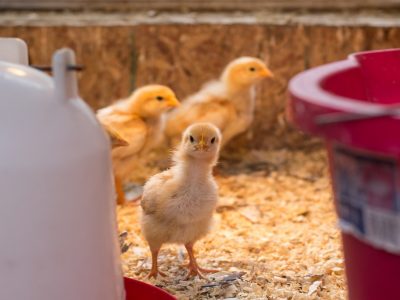 When To Move Chicks from Brooder to Chicken Coop