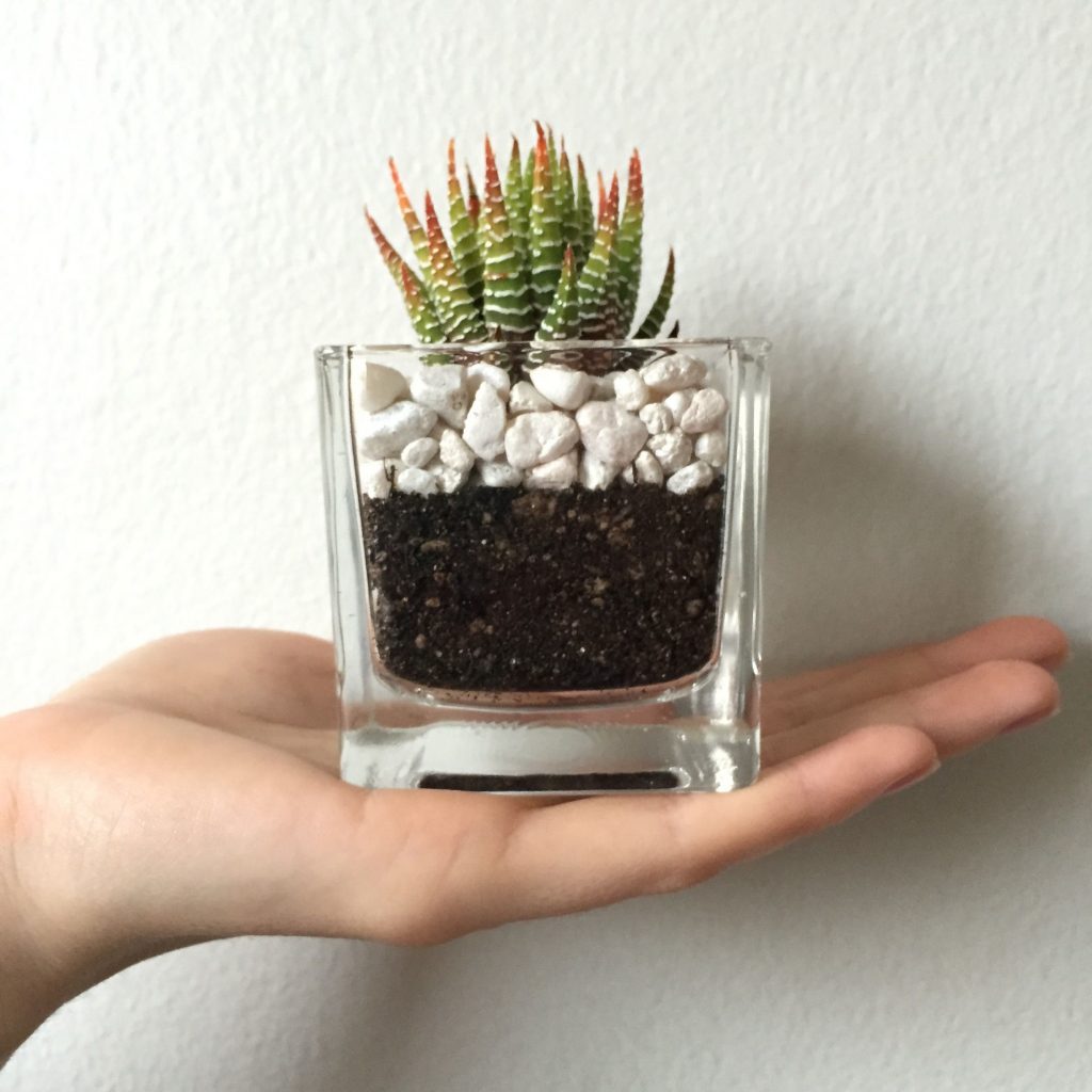 Zebra plant for small terrariums