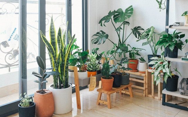 collection of plants in a room