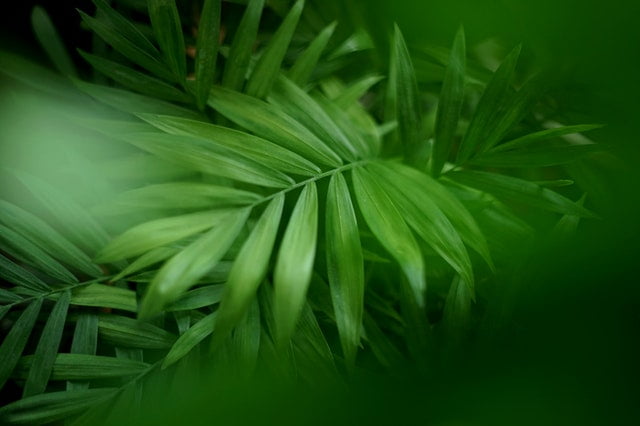 lush green leaves