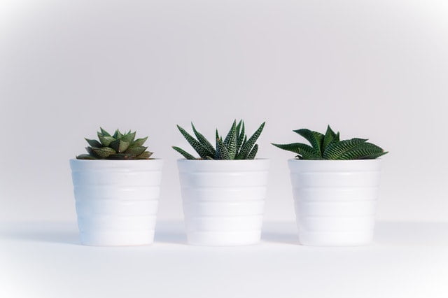 potted succulents on table