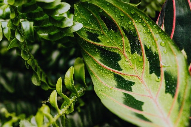 close up of green and white leaf