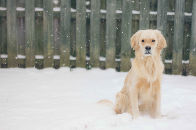 A pet in a fenced yard