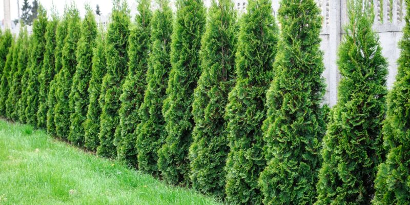 Top Tree Choices for Backyard Privacy