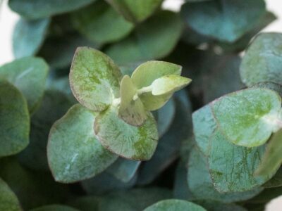 Eucalyptus: The Perfect Greenery for Your DIY Flower Arrangements and Centerpieces