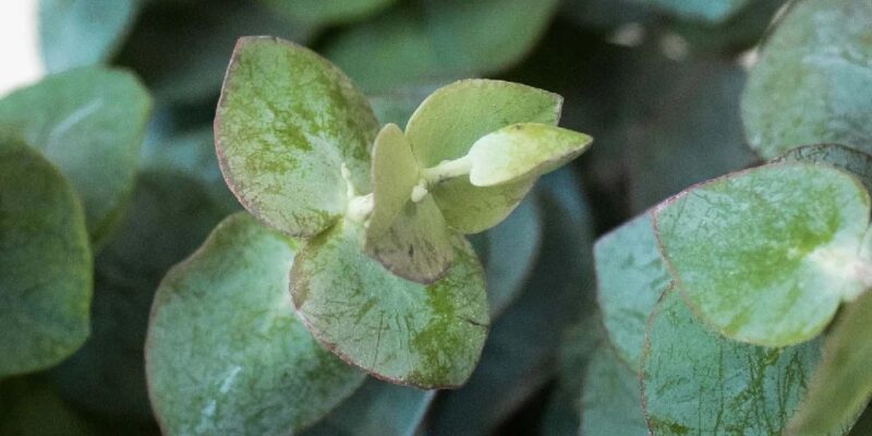 Eucalyptus: The Perfect Greenery for Your DIY Flower Arrangements and Centerpieces