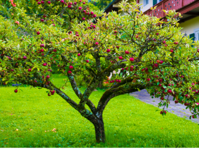 5 Beautiful Fruit Trees You Can Grow in Your Backyard