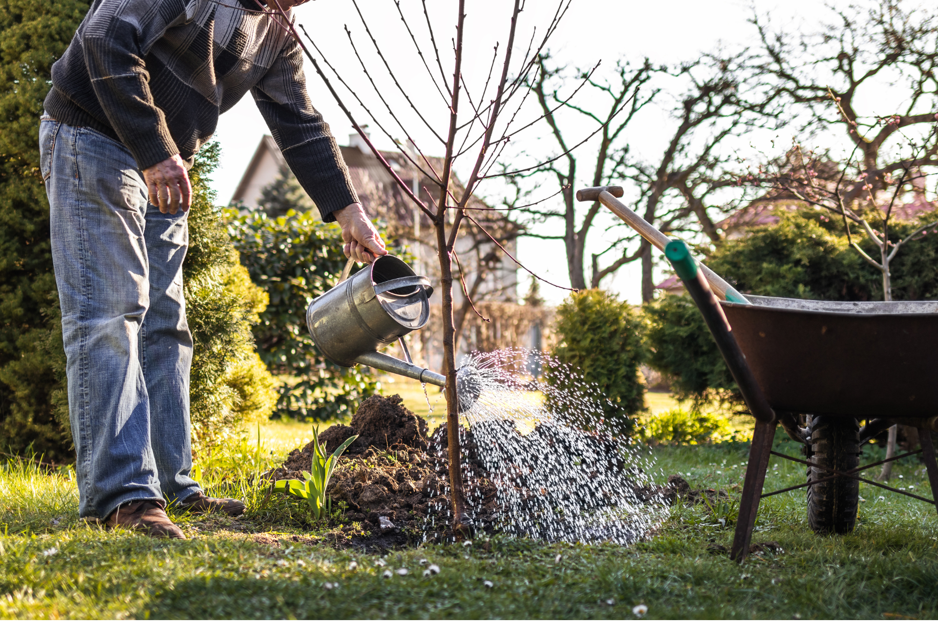 Apple Trees: A Quintessential Choice