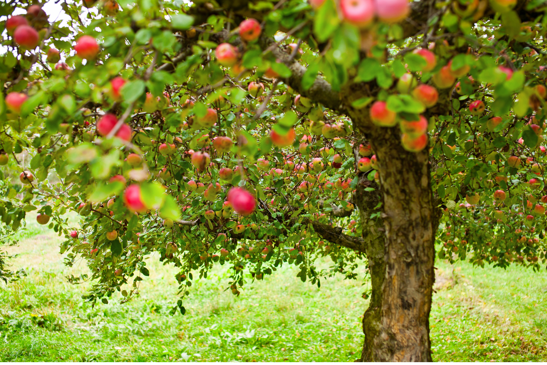 Self Pollinating Dwarf Fruit Trees: A Compact, Bountiful Option