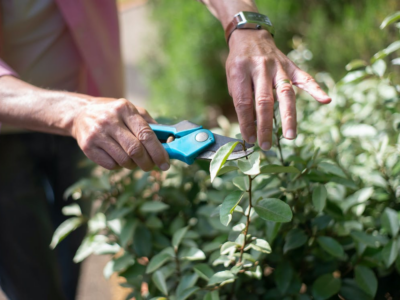 The Art of Pruning: A Guide to Promoting Healthy Growth in Fruit Trees