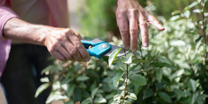 The Art of Pruning: A Guide to Promoting Healthy Growth in Fruit Trees