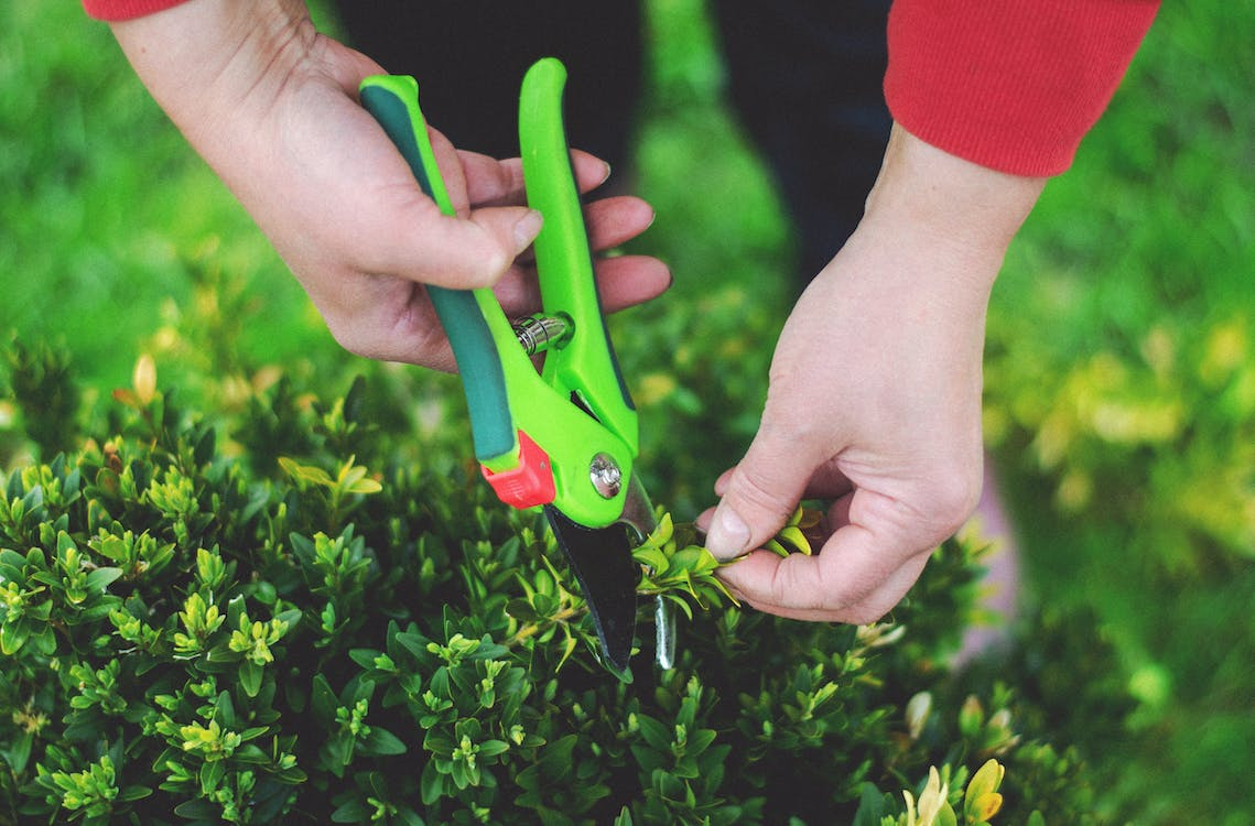 Understanding the Basics of Pruning