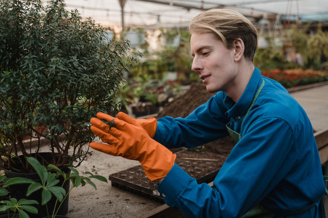 Pruning Techniques for Different Fruit Trees