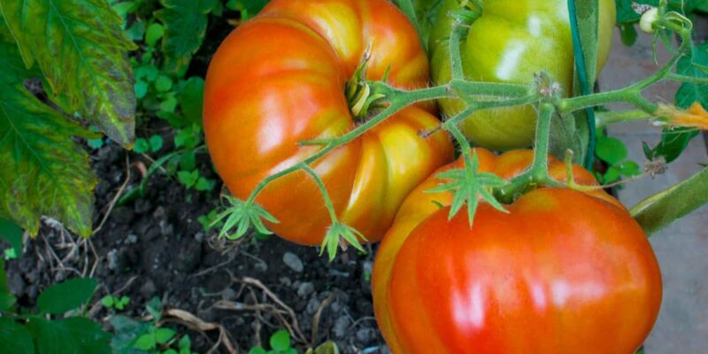 The Best Tomato Varieties for Canning