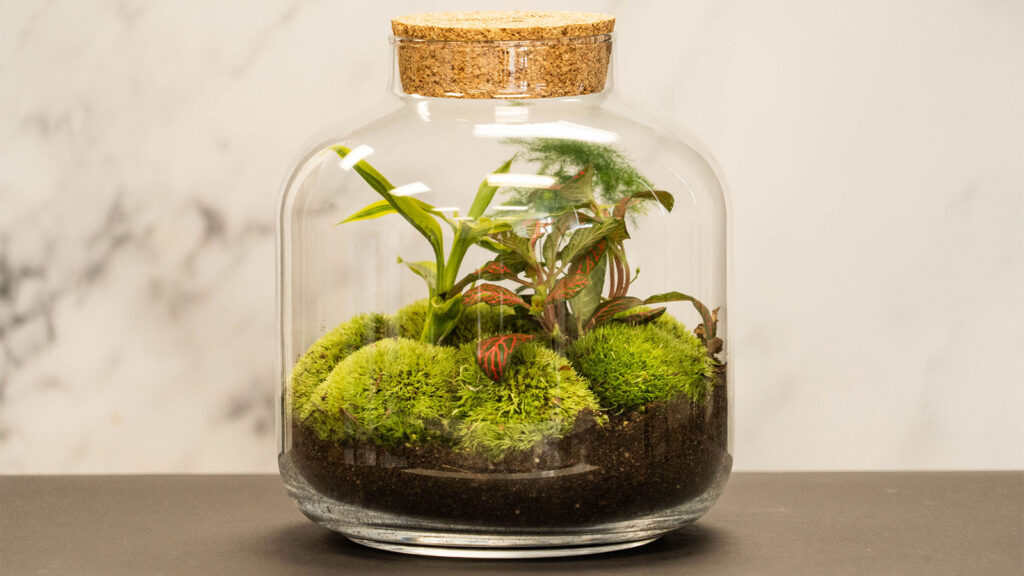 Disadvantages of Closed Terrarium