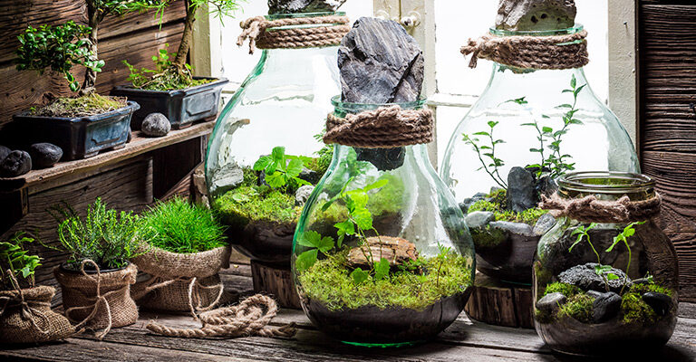 Does a terrarium need to breathe?