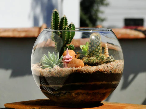 Taking Care of Your Terrarium Needs