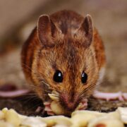 Rodent-Proofing Your Home: Essential Steps for a Pest-Free Environment