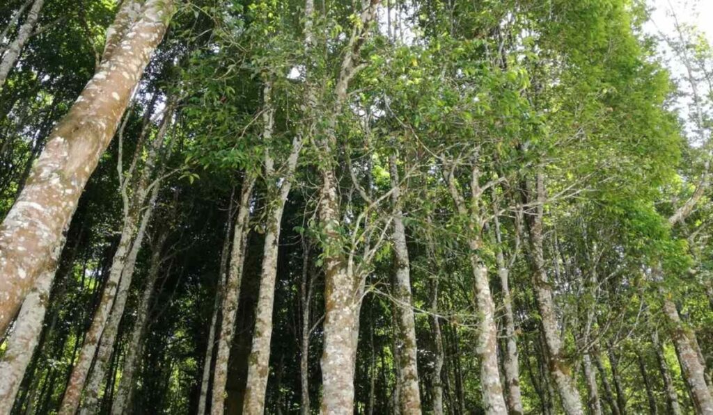 A serene forest scene with a group of trees, including Agarwood,