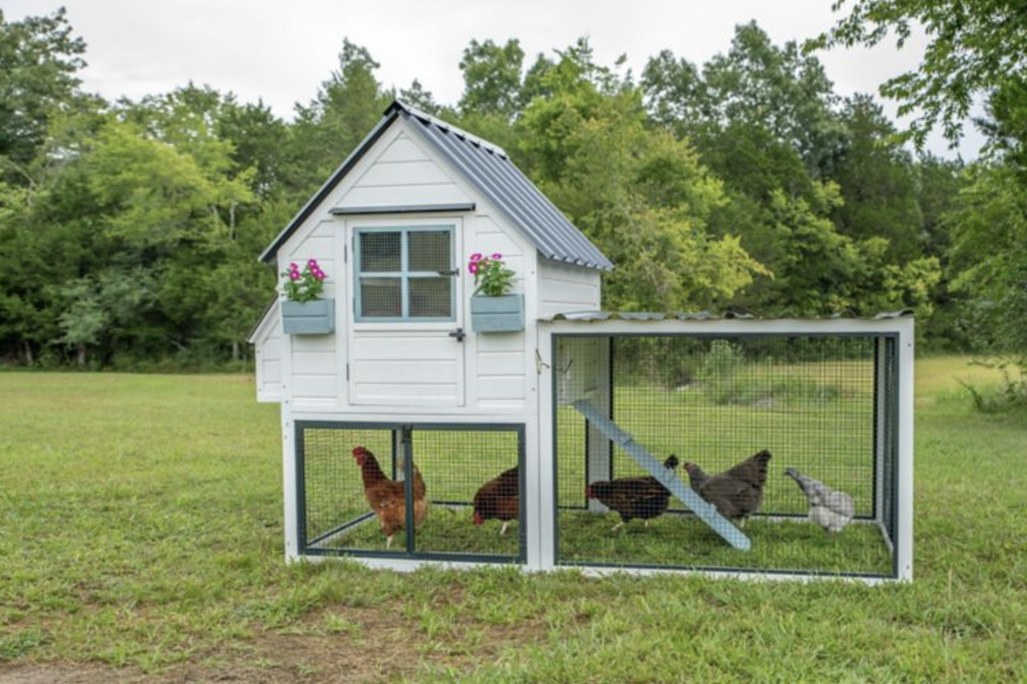 Chicken coop with window and door in backyard