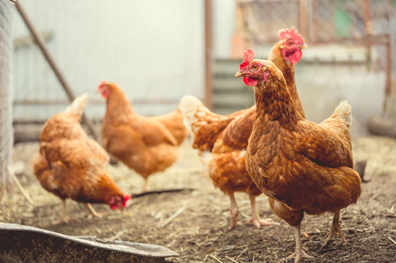 A group of chickens standing in a pen