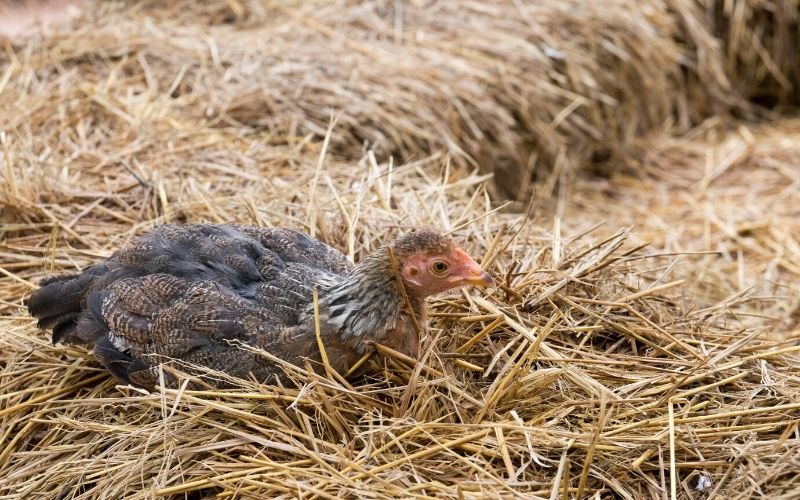 surrounded by straw and sawdus