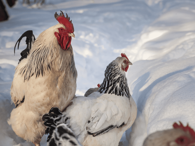 A flock of chickens standing in the snow