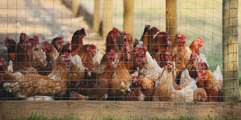 A flock of chickens gathered in a pen