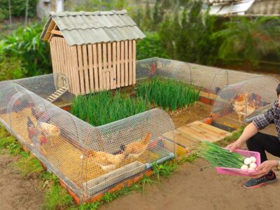 A person tending to a chicken coop in a backyard