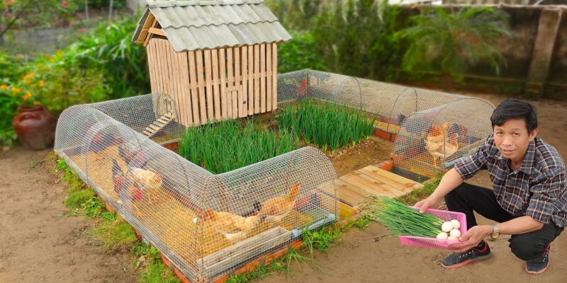 A person tending to a chicken coop in a backyard