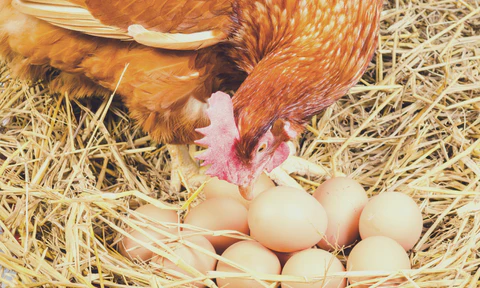 Ideal Qualities of a Chicken Coop Litter