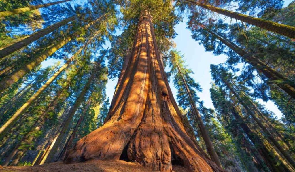 Giant sequoia tree in redwood forest