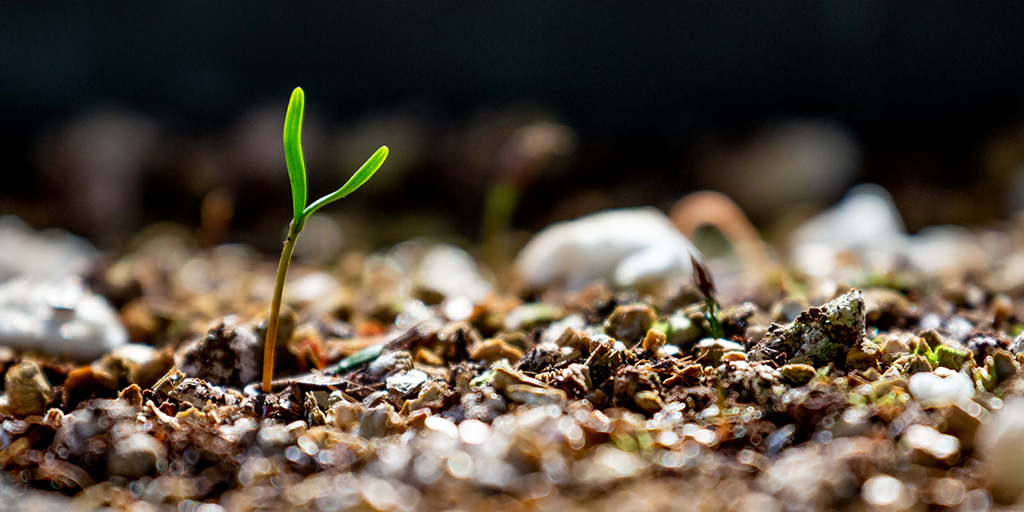 A small plant sprouting from the soil