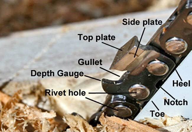 A labeled chainsaw with parts, including a refined cutter