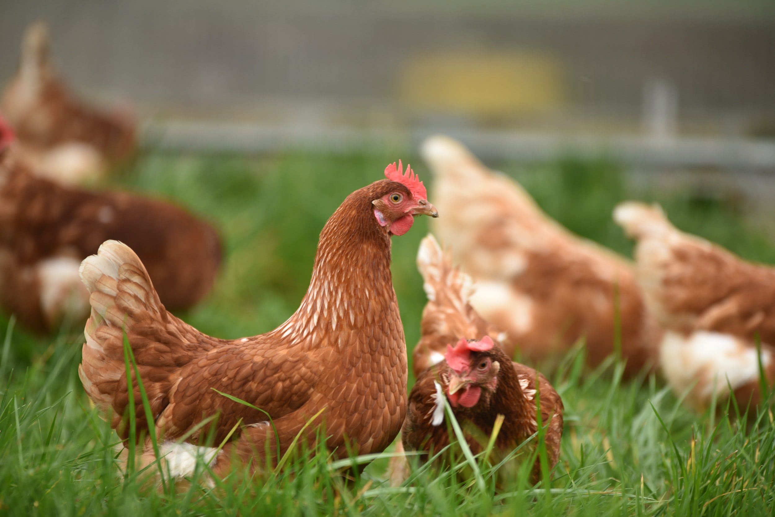 
Chickens in a field, ready to peck and scratch