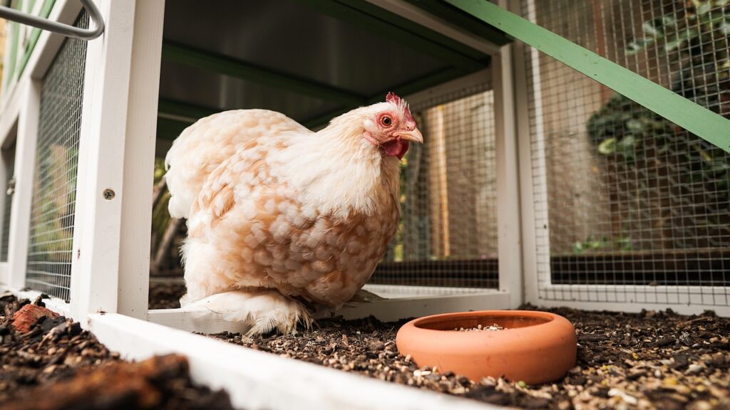  chicken in a cage with a bowl