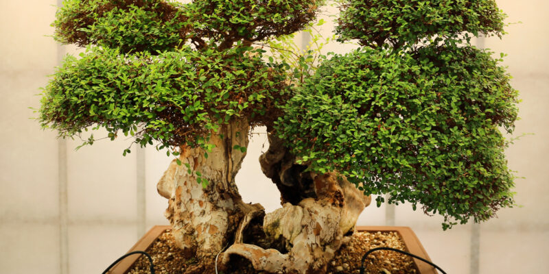 A bonsai tree symbolizes harmony